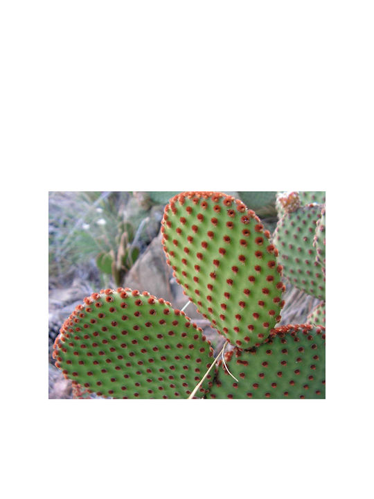 Opuntia 'rufida' 10.5cm
