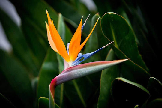 Strelitzia Reginae 9cm