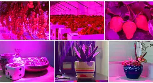 Gardlov Pendant Grow Light with LED and Power 36W L31xW31xH3.5cm.
