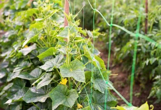 Climbing Plant Net Zola Cucumbers Peas Beans Other Vegetables Uv Resistant 2x 10 M