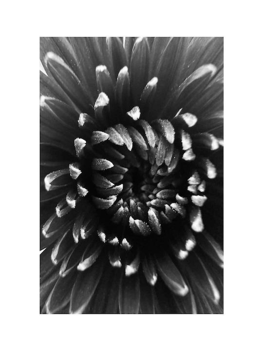 Abstract Black White Flower Painting 40x65