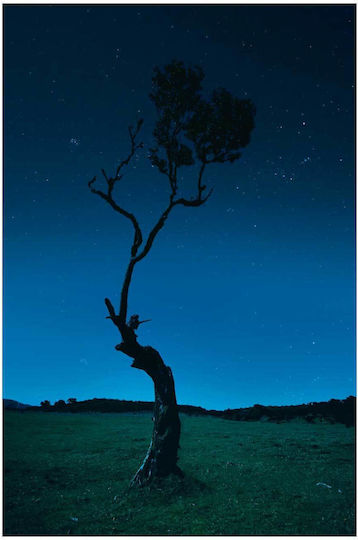 Πίνακας Lone Tree Under Starry Night Μοναχικό Δέντρο Κάτω Έναστρη Νύχτα 100x150