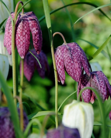 Fritillaria Meleagris Bulbs 10 Pcs Size 5/6