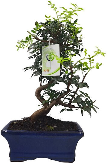 Bonsai Arbore de Mastic Pistacia Lentiscus