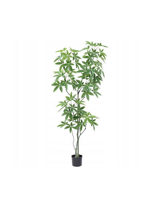 Παχίρα σε Γλάστρα 120cm