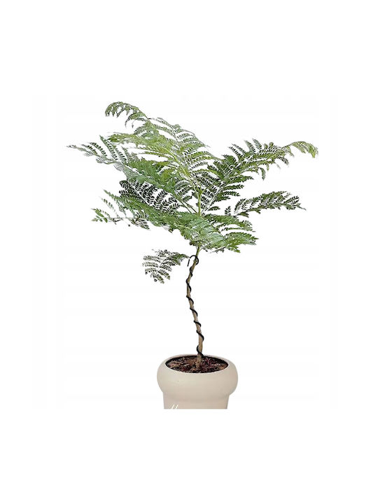 Ακακία σε Γλάστρα 110cm