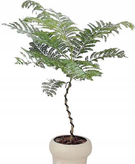 Artificial Plant in Pot Mimosa 110cm