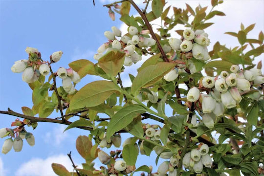 Vaccinium 'blue Roma' Bio 13cm