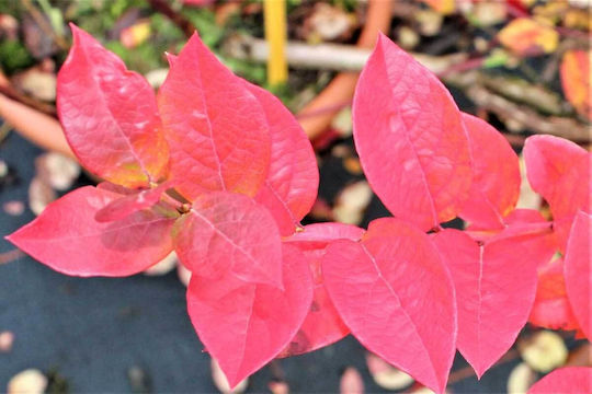 Vaccinium 'blue Roma' Bio 13cm