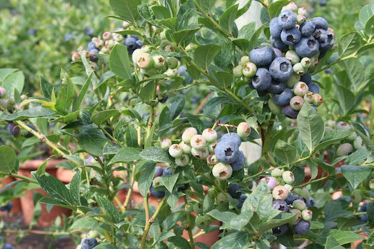 Vaccinium 'blue Roma' Bio 13cm