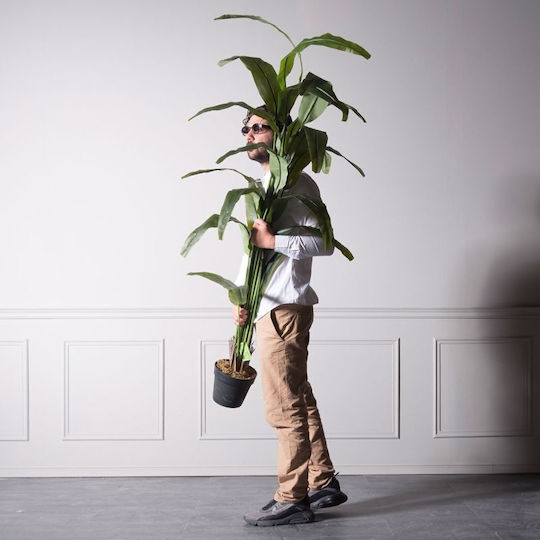 Πουλί του Παραδείσου Εξωτερικού Χώρου 190cm Supergreens