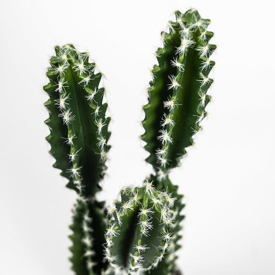 Изкуствено растение в саксия Кактус Еуфорбия Caerulescens Green 50см Supergreens