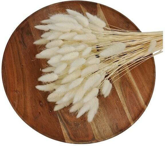 Dried Plant Bunny Tails White Dried Plant Bunny Tails White