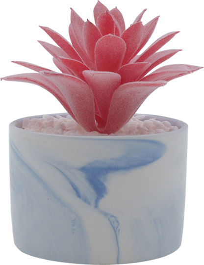 Sukkulente Pflanze in Topf Rosa 13cm Uncle George