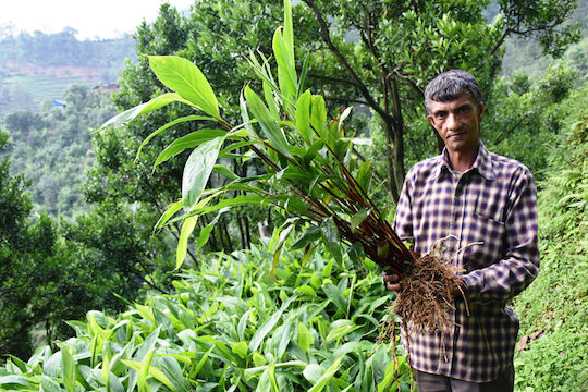 Cardamom Kakule Kerala India Întreg 10 Gr