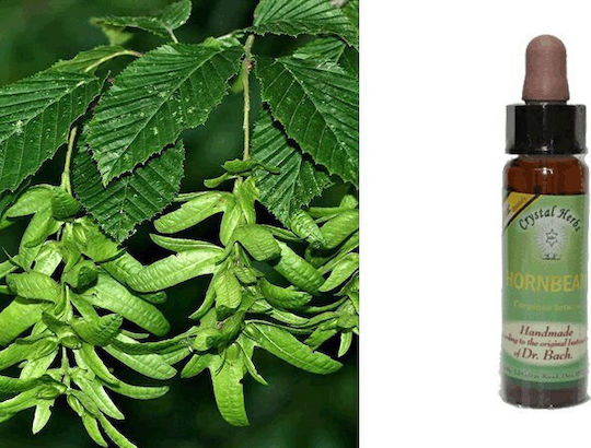 Crystal Herbs Καρπίνος (hornbeam) Ανθοΐαμα 10ml 1τμχ