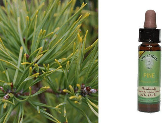Crystal Herbs Πεύκο (pine) Flower Essence 10ml 1pcs