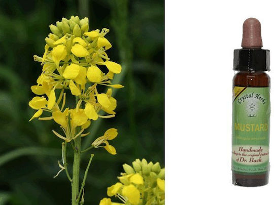 Crystal Herbs Λαψάνα (mustard) Ανθοΐαμα 10ml 1τμχ