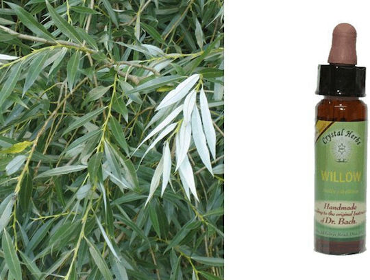 Crystal Herbs Върба (willow) Антоесенция 10мл 1бр