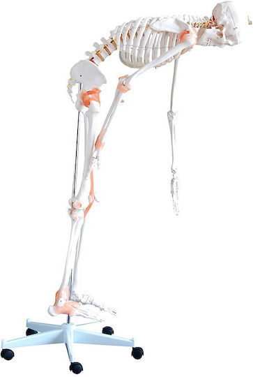 Heine Scientific Modell des menschlichen Skeletts