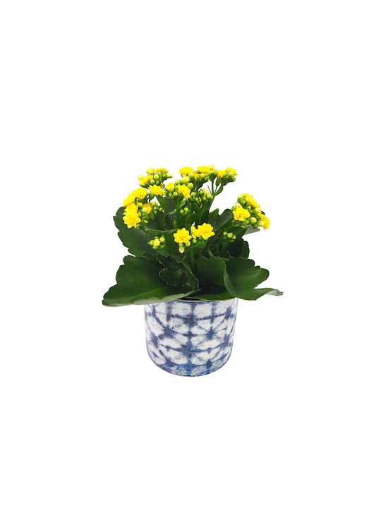 Kalanchoe-Arrangement im blauen Topf