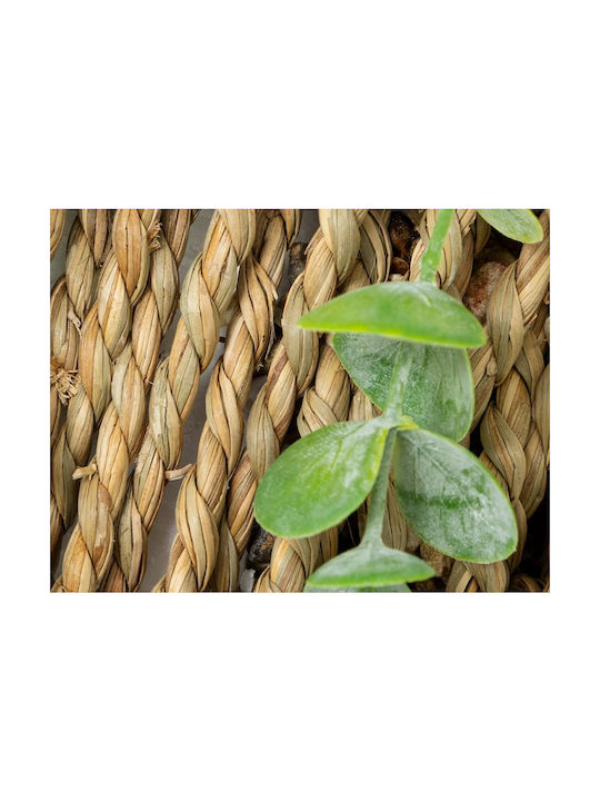 Eucalyptus Zea Ευκάλυπτος σε Γλαστράκι Atmosphera Eucalyptus Zea Ευκάλυπτος σε Γλαστράκι Atmosphera