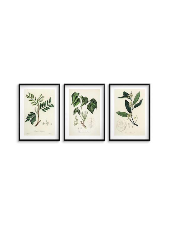 Poster Küchenpflanzen Herbarium Wanddekoration Vintage Stil 3x30x40