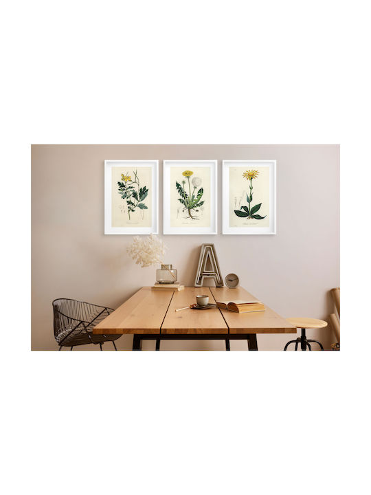 Posters Kitchen Medicinal Plants Wall Decoration Dandelion 3x30x40