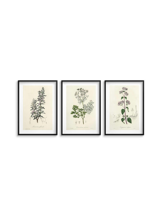 Küchenwandposter Kräuterzweige Dekoratives Kräutergarten 3x 30x40