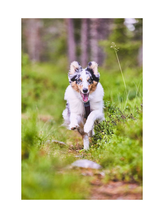 Non-stop dogwear Σαμαράκι Σκύλου Line Harness 5.0, No3 Πορτοκαλί 39-62cm lineor3