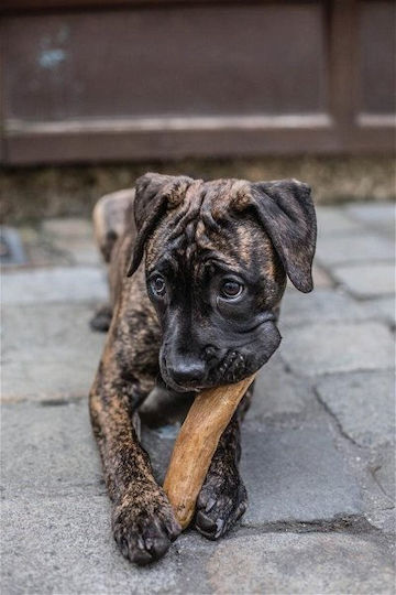 Chewies Лакомство за Кучета Ухо Средни Породи 460gr