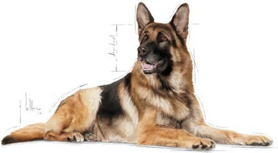 Royal Canin Ageing 8+ 15kg Dry Food for Senior Large Breed Dogs with Poultry and Rice