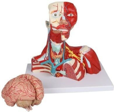 Head, Neck, and Chest Muscles 2 Parts