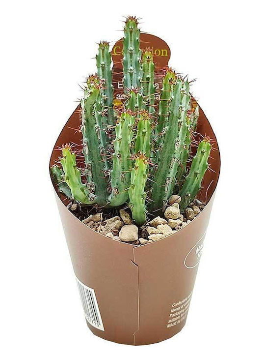 Euphorbia Aeruginosa 6.5cm Euphorbia Aeruginosa 6.5cm