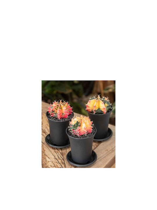 Gymnocalycium 'variegated' Extra Colored 7.5cm