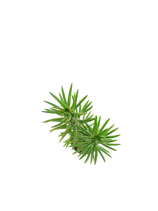 Opuntia Subulata 5,5 cm
