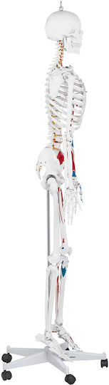 Anatomisches Modell Menschliches Skelett 180 cm + Anatomisches Poster