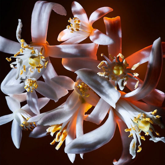 Ysl Libre Flowers & Flames Парфюмна вода 30мл