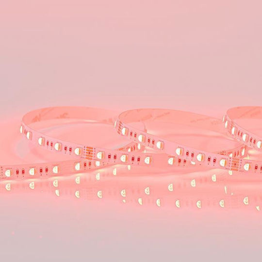 Eurolamp LED Strip 24V RGBW Light 5m Type SMD5050