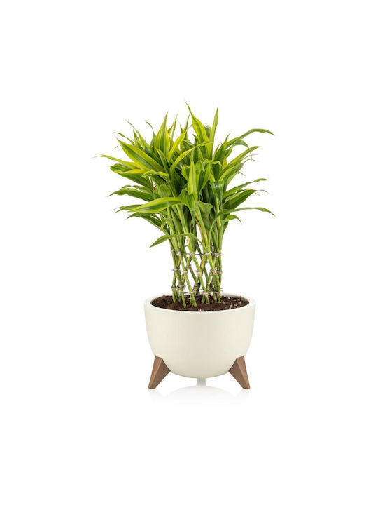 Viosarp Plastic Flower Pot Plastic 25x25x18cm
