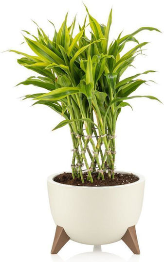 Viosarp Plastic Flower Pot Plastic 25x25x18cm