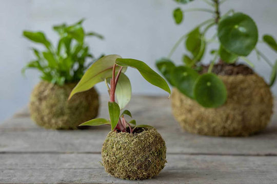 Kokedama Ball Small