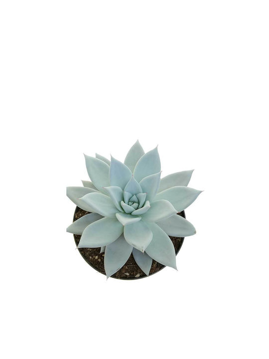 Echeveria 'mexican Giant' 17cm