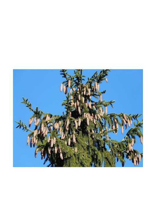 Ισπανικό Έλατο "abies Pinsapo Μπονσάι" 10 Σπόροι