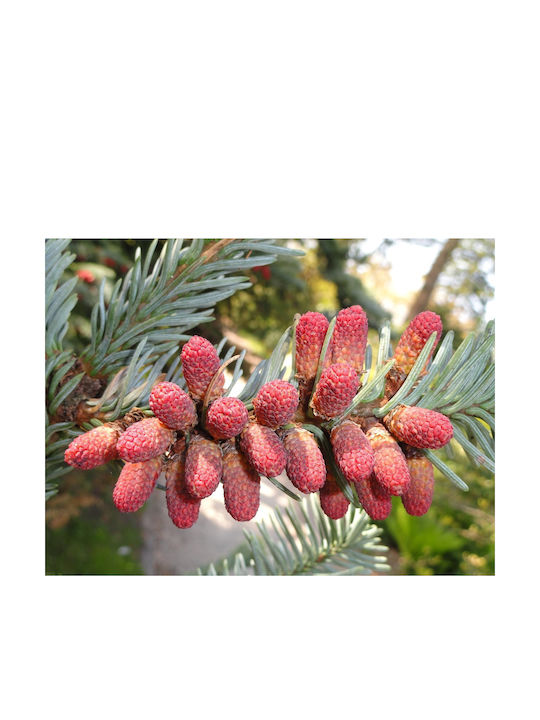 Испанска ела "Abies Pinsapo Бонсай" 10 семена