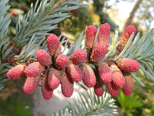 Ισπανικό Έλατο "abies Pinsapo Μπονσάι" 10 Σπόροι