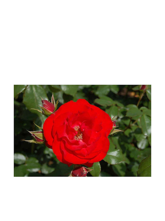 Rosa Montana 'royal Occassion' 3lt