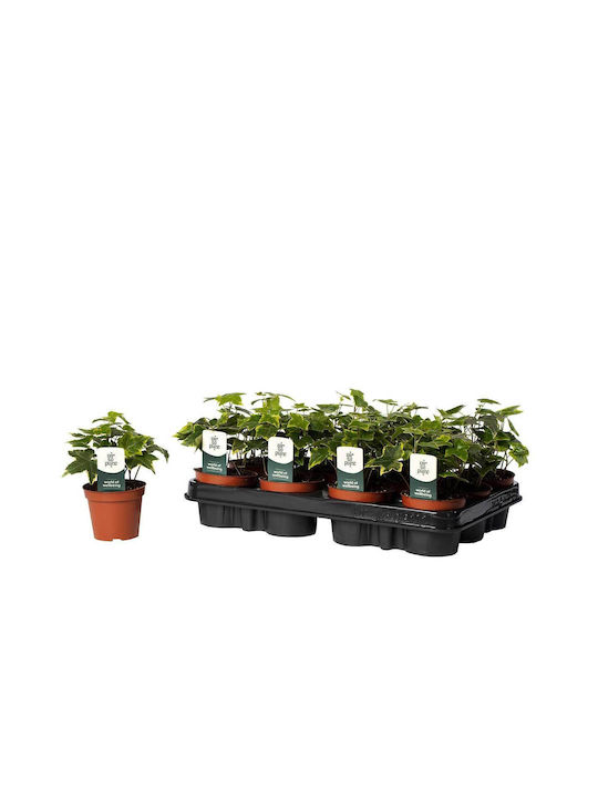 Hedera Helix 'goldchild' 8.5cm Hedera Helix 'goldchild' 8.5cm