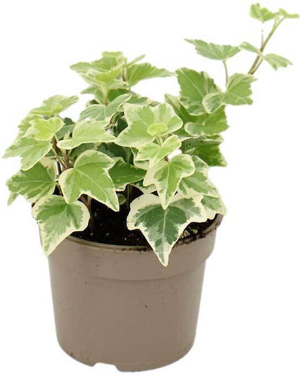 Hedera 'White Wonder' 8,5 cm Hedera 'White Wonder' 8,5 cm