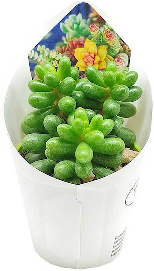 Sedum Hernandezii 6.5cm